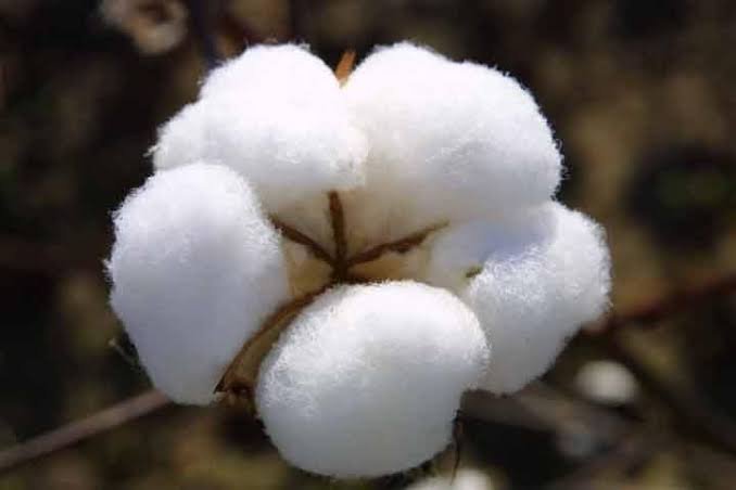 cotton 1 jpeg image